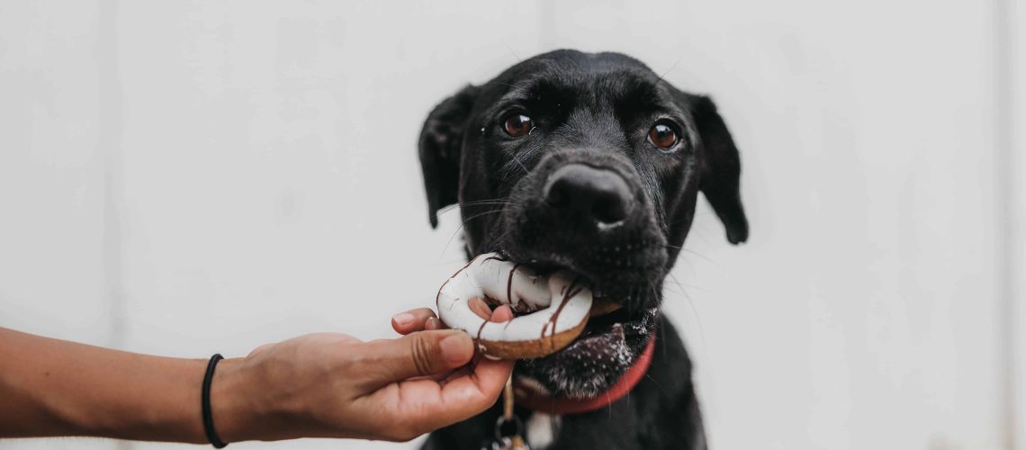 camylla-battani-JgdgKvYgiwI-unsplash